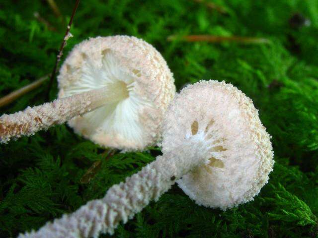 Image of Cystolepiota