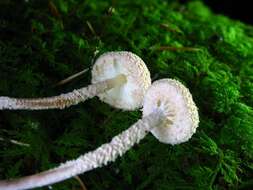 Image of Cystolepiota