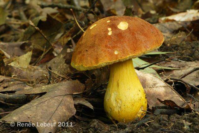 Image of Aureoboletus