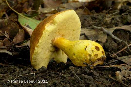 Image of Aureoboletus