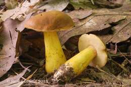 Image of Aureoboletus