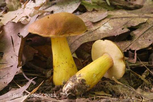 Image of Aureoboletus