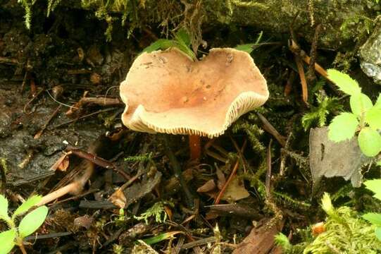 Image de Gymnopus earleae Murrill 1916