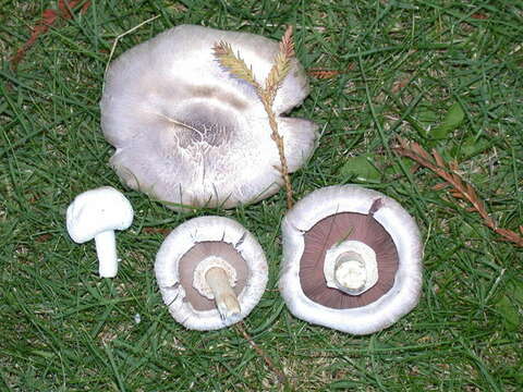 Imagem de Agaricus californicus Peck 1895