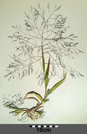 Image of witch grass