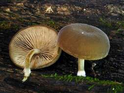 Image de Simocybe