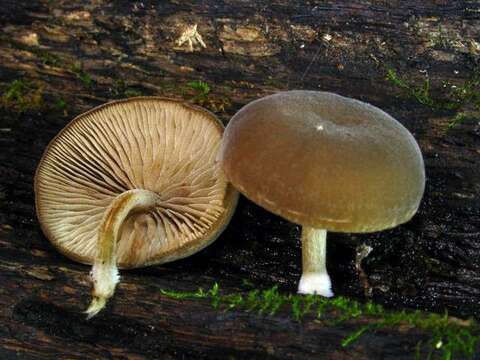 Image of Simocybe