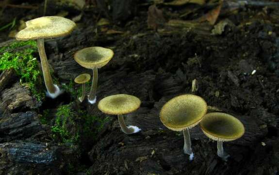 Image de Simocybe