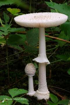 Image de Amanita multisquamosa Peck 1901