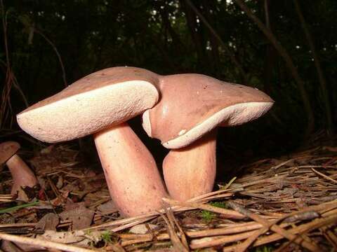 Imagem de Tylopilus violatinctus T. J. Baroni & Both 1998