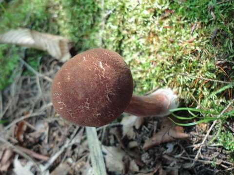 Image of Austroboletus