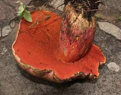 Image of Boletus michoacanus Singer 1978