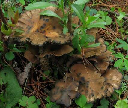 Image of Psilocybe zapotecorum R. Heim 1957