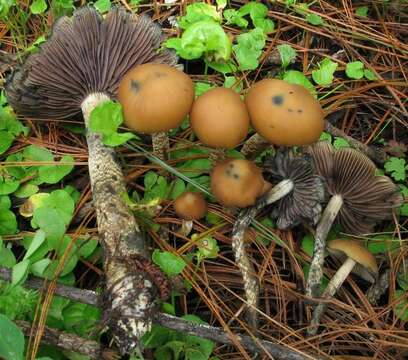 Image of Psilocybe zapotecorum R. Heim 1957