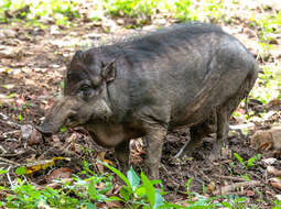 Image of Philippine Warty Pig
