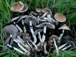 Image de Psilocybe