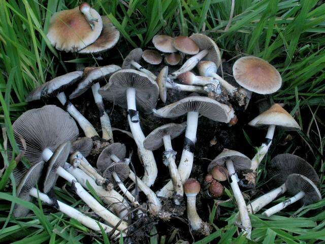 Image de Psilocybe