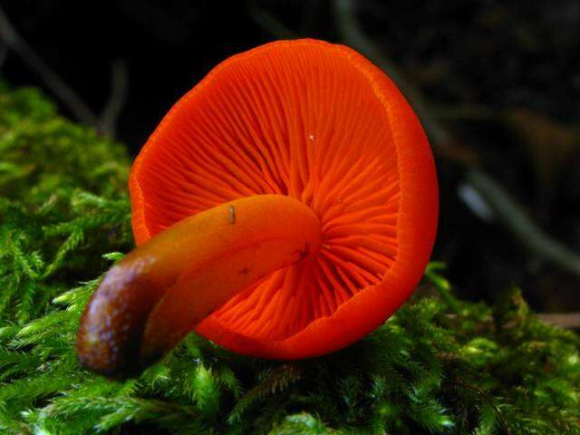 Image of Mycena leaiana (Berk.) Sacc. 1891