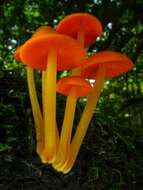 Imagem de Mycena leaiana (Berk.) Sacc. 1891