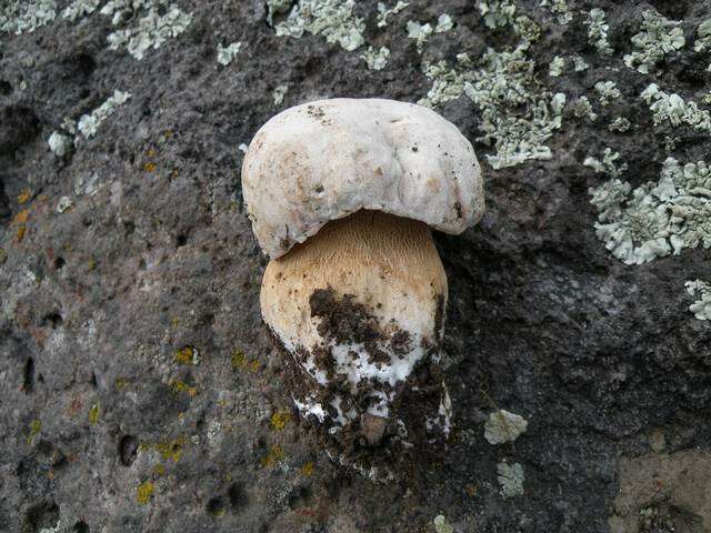 Image of Boletus barrowsii Thiers & A. H. Sm. 1976