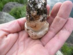 Image of Boletus barrowsii Thiers & A. H. Sm. 1976