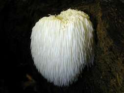 Image of tooth fungi