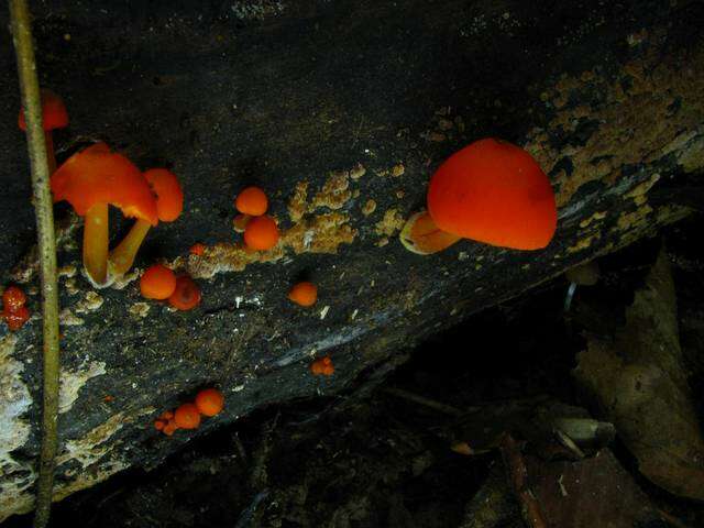 Image of Mycena leaiana (Berk.) Sacc. 1891