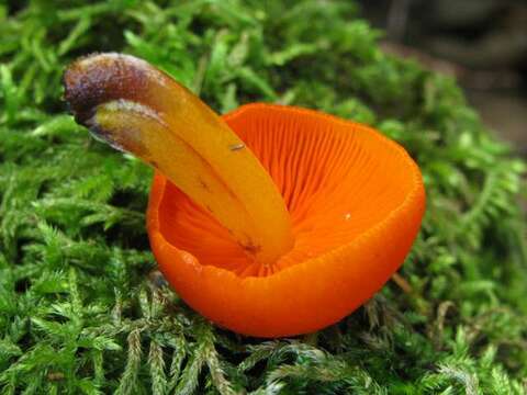 Image of Mycena leaiana (Berk.) Sacc. 1891