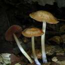 Image de Mycena rutilantiformis (Murrill) Murrill 1916