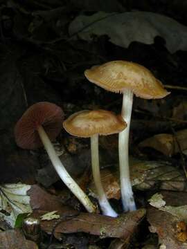 Image of Mycena rutilantiformis (Murrill) Murrill 1916