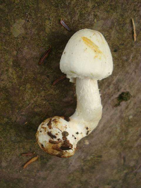 Image of Agaricus abruptibulbus Peck 1905