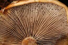 Hemistropharia resmi