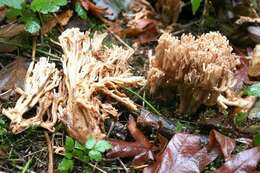 Image de Ramaria acrisiccescens Marr & D. E. Stuntz 1974