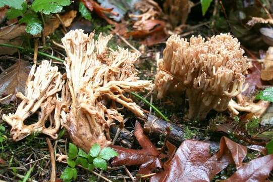 Ramaria acrisiccescens Marr & D. E. Stuntz 1974 resmi