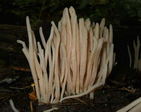 Clavaria rubicundula Leathers 1956 resmi