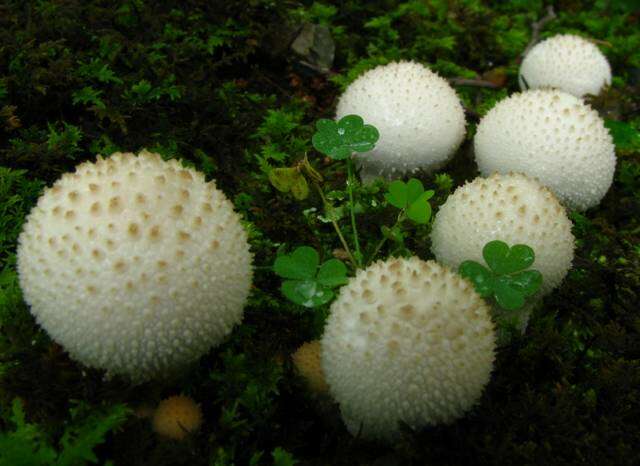 Imagem de Lycoperdon