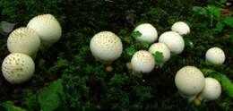 Imagem de Lycoperdon