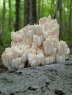 Image of Hericium americanum Ginns 1984