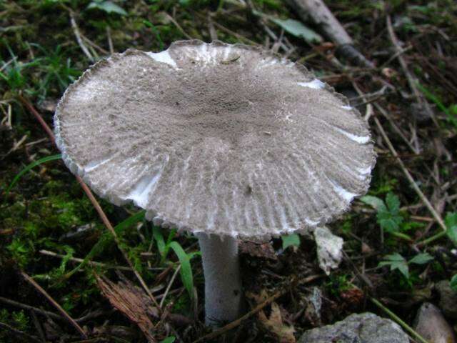 Image of Amanita farinosa Schwein. 1822