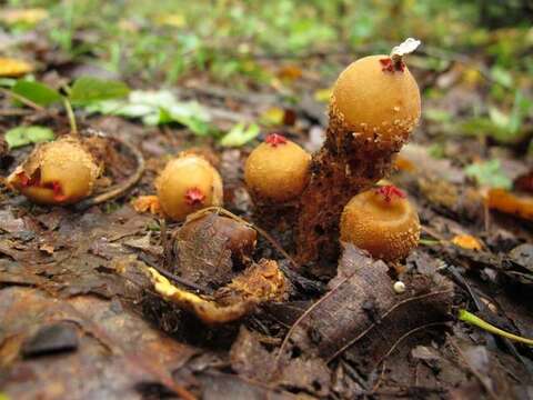 Sivun Calostomataceae kuva