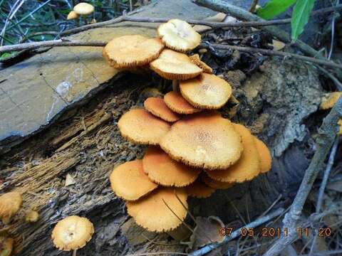 Image of Gymnopilus