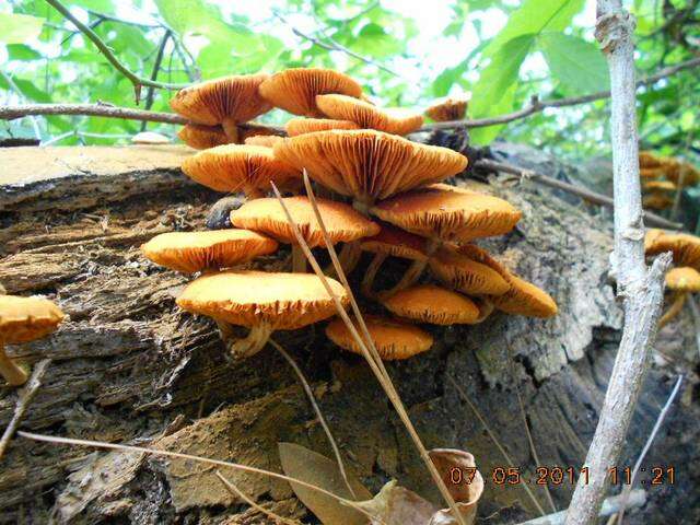 Imagem de Gymnopilus