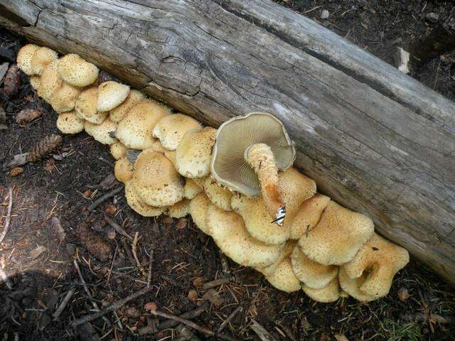 Pholiota resmi