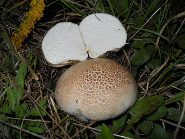 Image of Calvatia