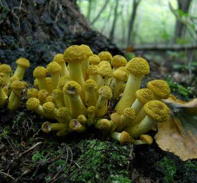 Image of Honey Fungus