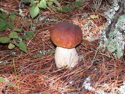 Image of Boletus