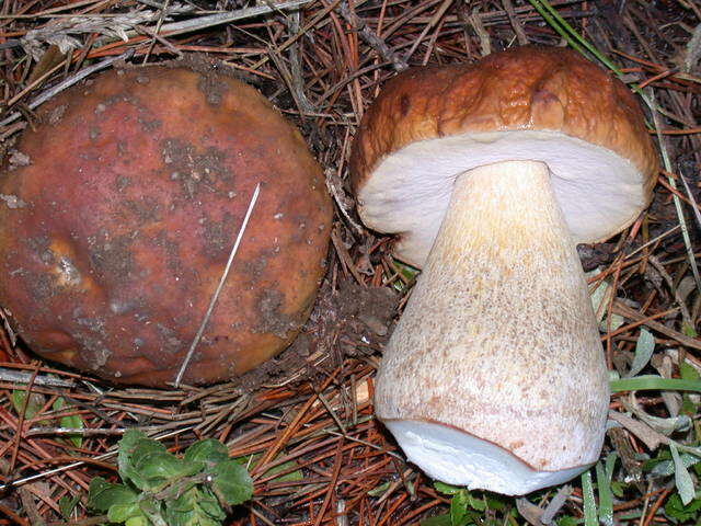 Image of Boletus