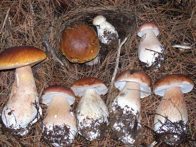 Image of Boletus