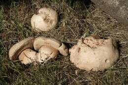 Image of Boletus barrowsii Thiers & A. H. Sm. 1976