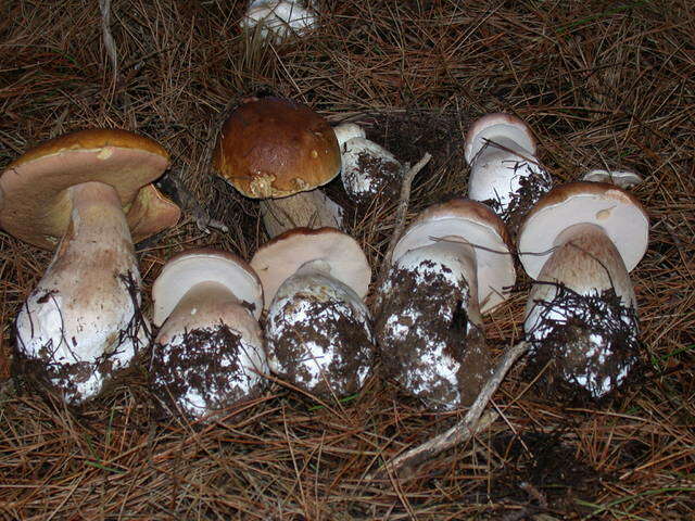 Image of Boletus